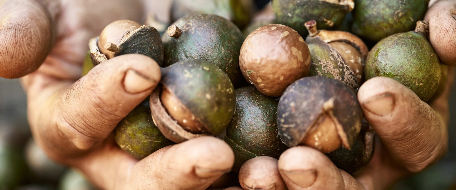 Is growing macadamia nuts profitable?