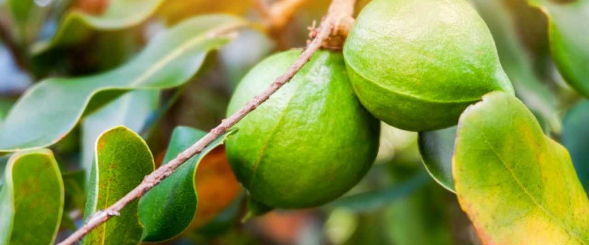 When are macadamia nuts ready to harvest?