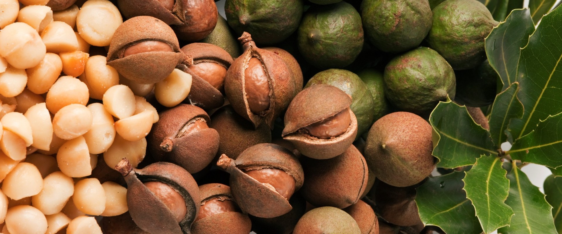 How often do you harvest macadamia nuts?