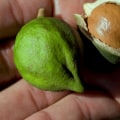 How long does it take for macadamia nuts to ripen?
