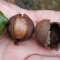 When are macadamia nuts harvested?