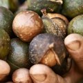 Is growing macadamia nuts profitable?
