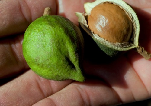 How long does it take for macadamia nuts to ripen?